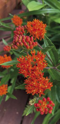 Butterfly weed (Asclepias tuberosa) has red, orange or yellow flowers and can be late to emerge in spring. COURTESY PHOTO | WWW.MELINDAMYERS.COM