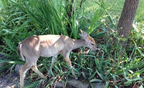 A hungry deer grazes in this garden. courtesy photo | melindamyers.com