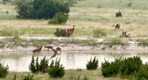 Joycesarah McCabe | Dispatch Record A herd of red deer (red stag) mamas water with their fawns on a Lampasas County cattle ranch that also raises some exotics. Predation can cost a producer dearly if the land isn’t managed well, and wildlife resources are at risk, too.