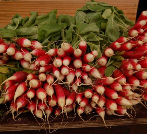Some radish varieties are ready to harvest in as little as 25 days. courtesy photo | melindamyers.com