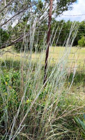 Mild summer temperatures helped Bluestem grass keep its color and grow nearly as tall as a fence post near this Lampasas County ranch. courtesy photo