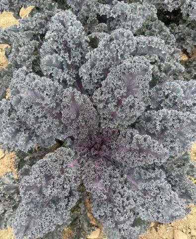Rubybor kale with its outstanding flavor and beauty is a 2026 All-America Selections Gold Medal Winner in both the flower and vegetable category. COURTESY PHOTO | ALL-AMERICA SELECTIONS