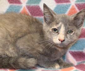Janet is a female, 11-week-old kitten available at Lampasas Animal Shelter. courtesy photo | Lampasas Animal Shelter