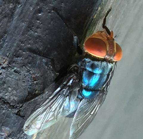 The U.S. Department of Agriculture aima to counter the spread of the New World Screwworm by releasing millions of sterile flies. Female NWS flies mate only once. If they mate with a sterile male, they lay unfertilized eggs that fail to hatch. courtesy photo