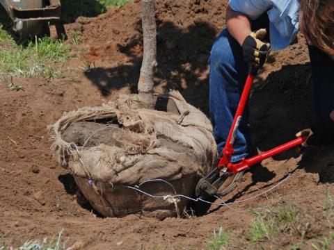 Removal of the wire basket around a tree’s root ball prior to planting is crucial. COURTESY PHOTO | WWW.MELINDAMYERS.COM