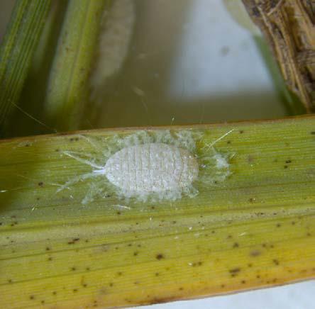stephen biles | texas A&amp;M AgriLife Extension Service An adult pasture mealybug (Heliococcus summervillei) is shown up close on a blade of grass.