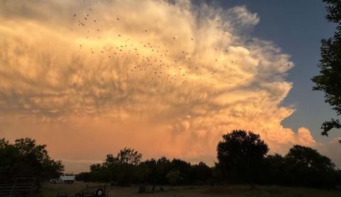 Photographer Patsy Stoneham captured this image earlier in May as a flock of birds could be seen in west Lampasas against the backdrop of an interesting cloud formation. Perhaps the birds were headed for a place with cooler weather. Temperatures in Lampasas topped out at 102 degrees on Wednesday, but have moderated since then. PATSY STONEHAM | COURTESY PHOTO