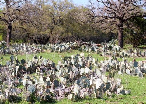 Prickly pear can quickly take over a pasture, robbing water and nutrients from desirable grasses and other plants. Prickly pear reduces the production of agricultural land and can be harmful to livestock and wildlife if spines are ingested. Joycesarah McCabe | Dispatch Record