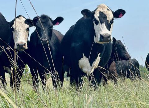 Black Baldy cattle stand in a healthy native pasture on a commercial cattle ranch in Lampasas County. JOYCESARAH MCCABE | DISPATCH RECORD