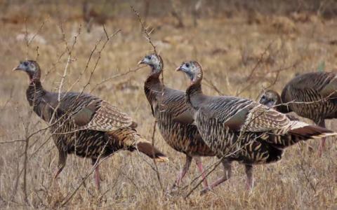 KAYE MCDANIEL | COURTESY PHOTO Texas is home to the nation’s largest population of wild turkeys. Some 586,000 turkeys roam the state, and hunters are expected to harvest 30,000-35,000 gobblers during the 2024-2025 hunting seasons, according to Texas Parks and Wildlife Department projections.