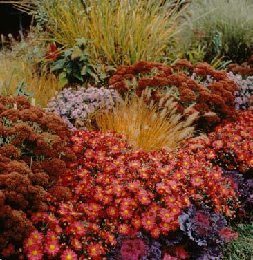 Autumn Red chrysanthemum is shown with ornamental kale and grasses in the garden. MELINDA MYERS, LLC | COURTESY PHOTO