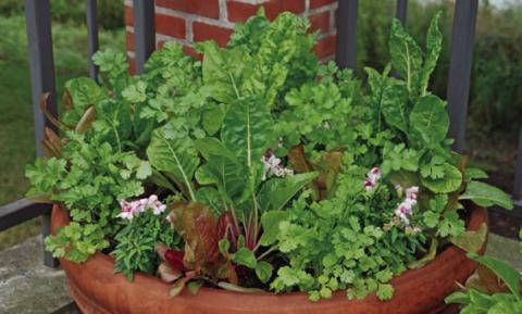 This container is filled with Santo cilantro, peppermint swiss chard, romaine lettuce and Snapshot Plumblossom snapdragon. COURTESY PHOTO | MELINDAMYERS.COM