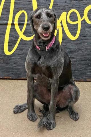 courtesy photo Happy is the campus dog at Hanna Springs Elementary. Principal Lindsay Duhon says the name suits the dog, who even appears to smile at students.