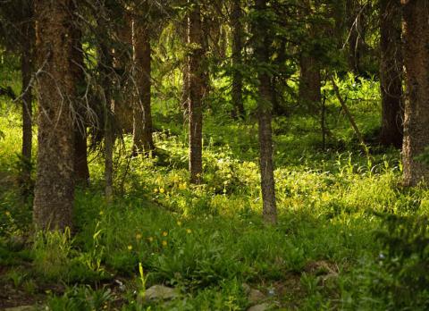 The science behind ‘forest bathing’
