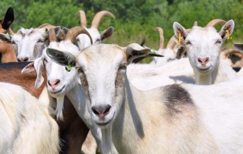 With its brushy terrain and diverse vegetation, Central Texas is well-suited for goat and sheep production. file photo