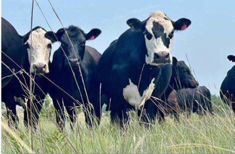 Cattle graze in a lush pasture. FILE PHOTO