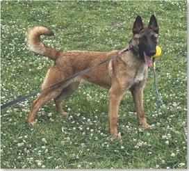 Blazer has been selected as the Lampasas County Sheriff’s Office K-9 unit. The dog currently is in training in McKinney. ERICK MITCHELL | DISPATCH