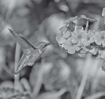 This hummingbird dines on the nectar of phlox. courtesy photo | melindamyers.com
