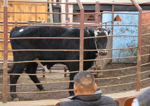 A mottled-face steer paces back and forth as cattle buyers bid. Body condition scoring not only is helpful in home herds but also when considering cattle to buy. joycesarah mccabe | dispatch record