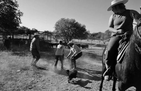 Three generations join together to work the cattle. At the heart of agriculture is a recognition of the vital role youth will play in nurturing and promoting our ranching and farming future. joycesarah mccabe | dispa tch record