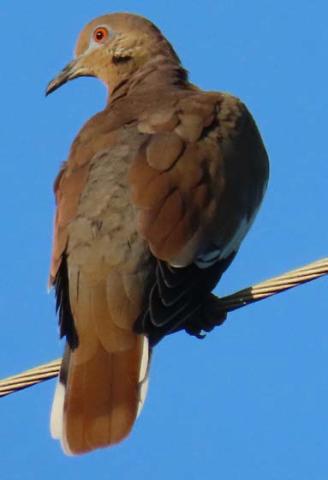 Dove may tend to be less concentrated after rainy conditions, but Texas Parks and Wildlife Department Program Leader Owen Fitzsimmons said the birds should generally benefit from a wetter summer and improved habitat. KAYE MCDANIEL | COURTESY PHOTO