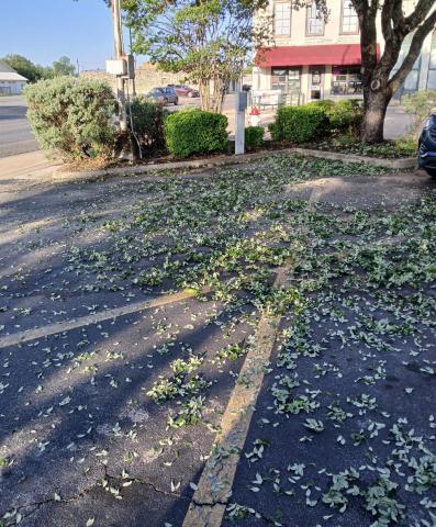 GAIL LOWE | DISPATCH RECORD In a scene repeated across town Thursday night and Friday, leaves lay strewn about after an intense hailstorm that pelted live oaks and other trees. The barrage of frozen precipitation and heavy rain forced some drivers to pull off to the side of the road and seek shelter.