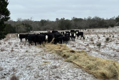 Supplemental feeding is vital to ensure the health of beef cattle herds during winter months, and that is especially true with exceedingly dry conditions. joycesarah mccabe | dispa tch record
