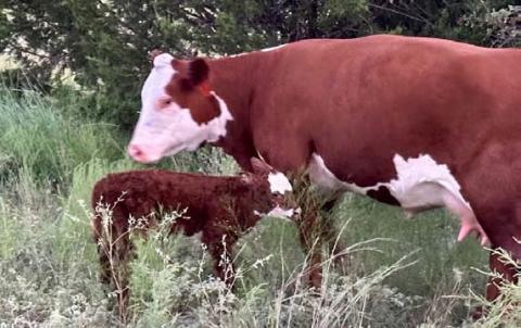 Every calf born reminds every rancher that we are part of something bigger than ourselves. joycesarah mccabe | dispatch record