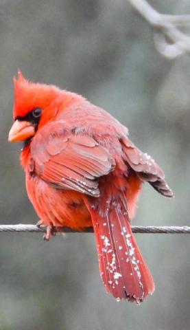 Wildlife across Lampasas County also felt the effects on the wintry conditions experienced this week. MEGHAN JAMES | COURTESY PHOTO