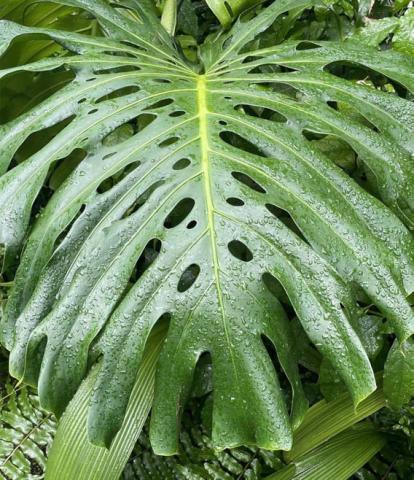 The National Garden Bureau has declared 2025 as the Year of the Monstera, calling it “the world’s most iconic indoor plant.” COURTESY PHOTO | MELINDAMYERS.COM