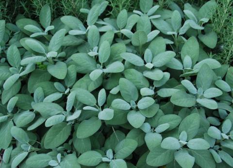 Sage is a versatile herb, enhancing flavors in both savory and sweet recipes. COURTESY PHOTO | WWW.MELINDAMYERS.COM
