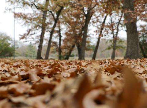 Fallen leaves can provide environmental benefits in the yard if they are safely cleared from buildup around a home or wooden outbuildings. COURTESY PHOTO | TEXAS A&amp;M FOREST SERVICE