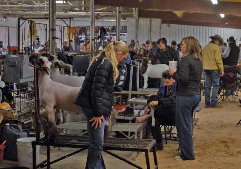 Sheep exhibitors wait for their turn in the show ring last Friday. The 88th annual Lampasas County Youth Livestock Show offered competition in various animal divisions as well as in Food Fair and Ag Mechanics from Jan. 8-11. erick mitchell | dispatch record