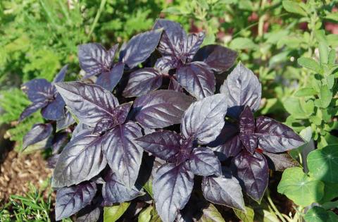 COURTESY PHOTO | MELINDAMYERS.COM Purple basil varieties add color and interest to containers and gardens.
