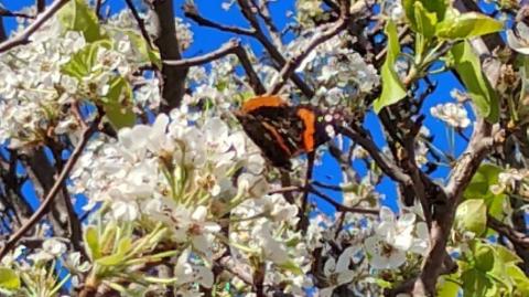 A butterfly lands on a Bradford pear tree, full of blooms despite several weeks of dry weather. COURTESY PHOTO