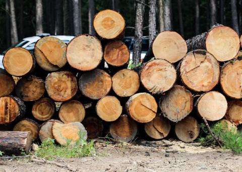 Southern Yellow Pine is the primary timber export from Texas producers. The beams are commonly used for home construction. courtesy photo | texas agrilife extension