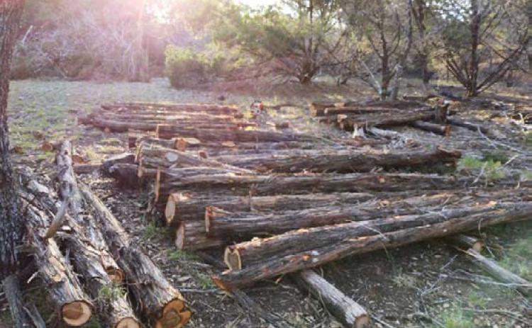 The passage of Proposition 1 on Tuesday’s ballot codifies the right to pursue farming, ranching, timber production and wildlife management on personal property in Texas, unhindered by municipal regulation. COURTESY PHOTO