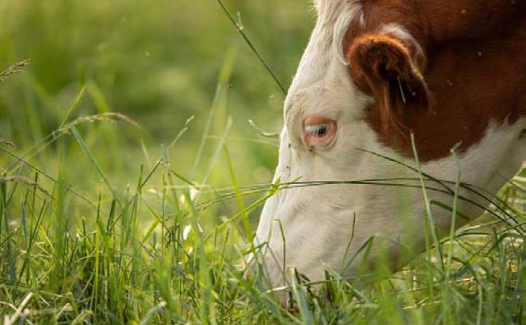 Traceability and grass-fed are important components to opening the doors of international beef markets. JOYCESARAH MCCABE | DISPATCH RECORD