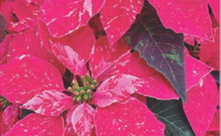 Princettia Sparkling Rouge poinsettia has red bracts with a pink splash pattern. COURTESY PHOTO | WWW.MELINDAMYERS.COM