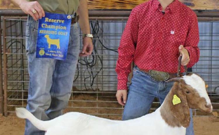 MASON HINES | DISPATCH RECORD Wyatt Tucker took home reserve champion breeding goat honors. He also received the junior showmanship award.