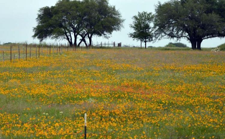 Landscape reflects spring weather