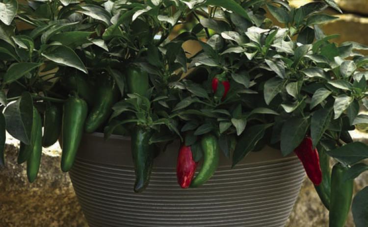 Pot-a-peno is a compact, high-yielding jalapeño pepper variety bred for growing in containers and hanging baskets. COURTESY PHOTO | ALL-AMERICA SELECTIONS