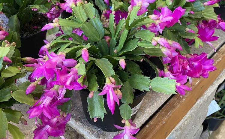 The Thanksgiving cactus has toothed or jagged segments and typically blooms earlier than the Christmas cactus. COURTESY PHOTO | MELINDAMYERS.COM