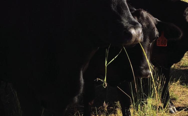 Grazing cattle are an important part of reducing potential fuel for wildfires. JOYCESARAH MCCABE | DISPATCH RECORD