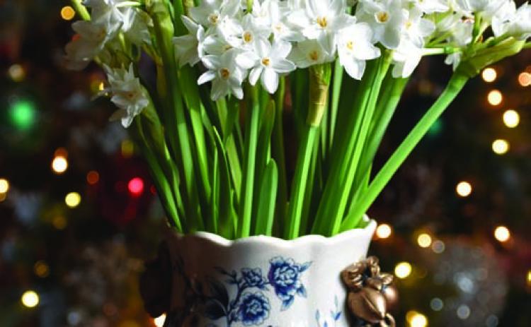 Nir paperwhites have slightly larger flowers and a more subtle scent. COURTESY PHOTO | WWW.MELINDAMYERS.COM