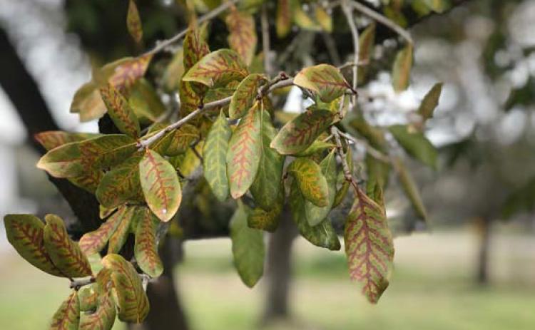 Leaves on diseased live oaks often develop chlorotic or yellow veins that eventually turn brown, a symptom called veinal necrosis. This is the most commonly seen foliar symptom on live oaks that are infected with oak wilt. COURTESY PHOTO | TEXAS A&amp;M FOREST SERVICE