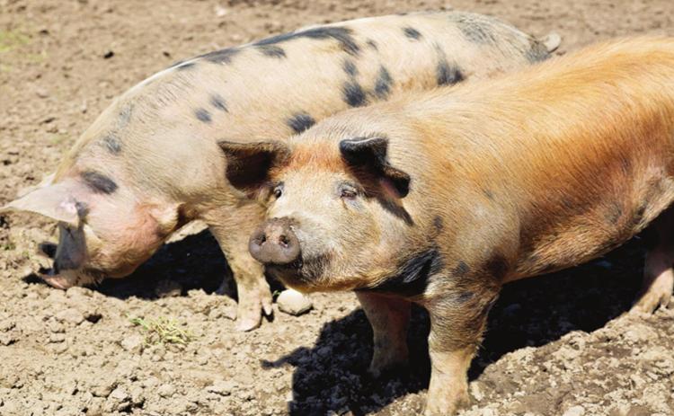 The Lampasas Police Department has recommended the Lampasas City Council prohibit or limit the keeping of swine and certain other livestock. The police department also recommends some exceptions -- such as for school or 4-H projects, veterinarians and commercial businesses. METRO CREATIVE SERVICES | COURTESY PHOTO