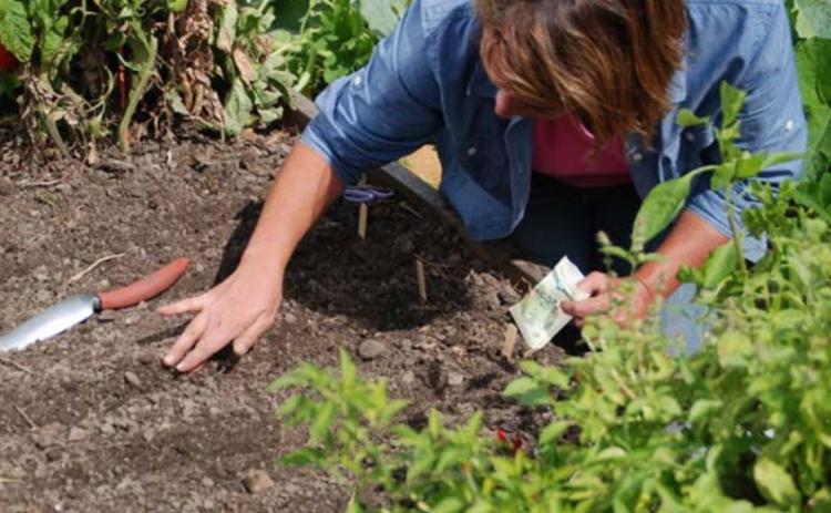 For a fall harvest, plant areas in the garden that were not planted this spring or replant rows of quick-maturing vegetables that have already been harvested. COURTESY PHOTO | WWW.MELINDAMYERS.COM