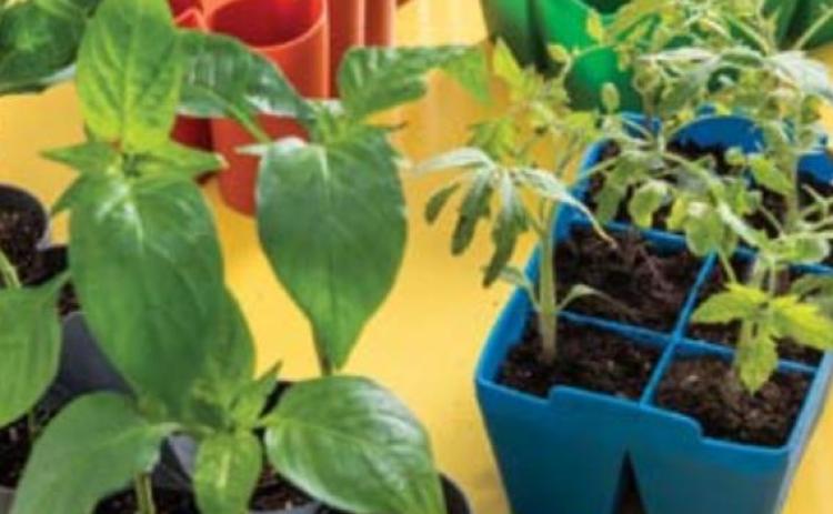 Seed-starting trays are reusable and make it easy to pop out young seedlings without damaging the plant’s roots. COURTESY PHOTO | GARDENERS SUPPLY CO.