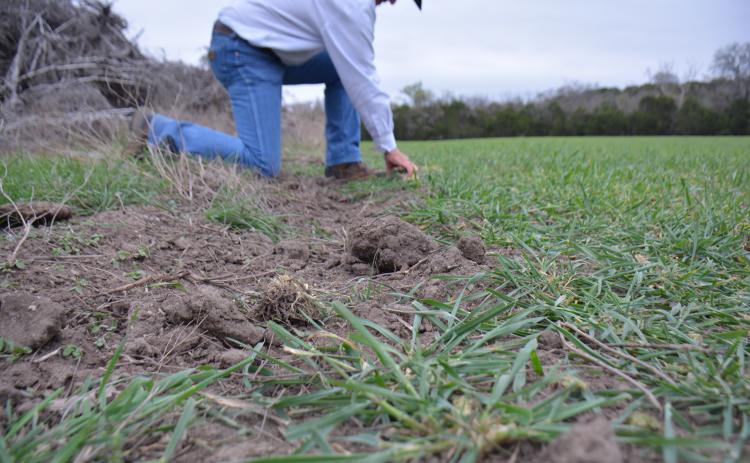 Feral hogs leave evidence of their presence. The most noticeable sign is the damage caused by their destructive rooting behavior, as photographed at rancher Mickey Edwards’ land on March 22. Photo by Monique Brand